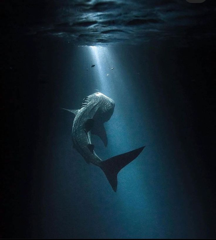 Tiburón ballena en las aguas de Dhidhdhoo Maldivas